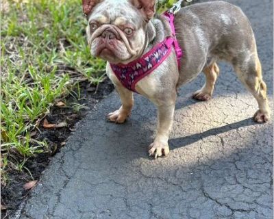 CINDERELLA - Female Puppy French Bulldog for Adoption