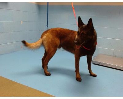 TEDDY - Belgian Malinois Male Dog for Adoption