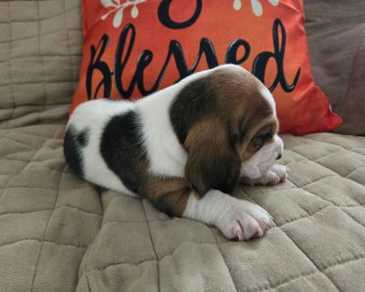 4 Male and 3 Female Basset Hound Puppies for Sale