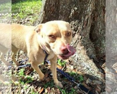 Adult * Location Missouri City, TX, 77489 USA USA *. Dog Breed: Basenji / Rat Terrier / Mixed (short coat). Est DOB 9/01/22 Current weight ~ 25 lbs $350 adoption fee includes spay/neuter surgery, rabies and other vaccinations, heartworm test, deworming, and heartworm and flea preventatives while the dog is in our care. Like us on Facebook - search Mutts & Meows - and help even more pets find lo...