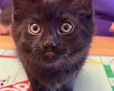 Please note: We only accept adoption applications through our website or in person (Facebook and Petfinder inquiries are not considered applications).. Health Spayed / neutered.. Kitten Female Small