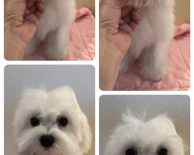 2 Male and 1 Female Maltese Puppies for Sale