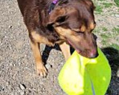 Kova - Labrador Retriever Female Puppy for Adoption