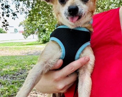 Jennaro BR12672-T - Chihuahua & Chiweenie Mix Male Dog for Adoption