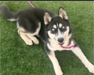 URGENT!!! This handsome 9 month old will lose his life on 10/31 simply due to SPACE !!!! Please be his hero!!! JAX, A2211647 - NEUTERED MALE, BLACK SIBERIAN HUSKY Shelter: SOUTH L.A. Age: 9 MONTHS Scheduled Euthanasia Date: 10/31/2025!!! I weigh approximately 30.60 lbs. This animal has been at the shelter since 07/24/2025 & on this list since 10/24/2025. Reason for euthanasia: Dogs at risk of e...