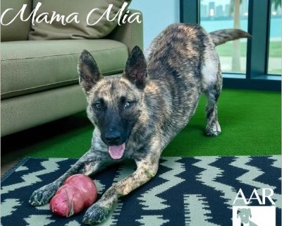 Mama Mia is a beautiful Malinois mix who gave birth to nine gorgeous puppies at the shelter. Because of a health issue that was discovered shortly after, she wasn't able to raise them herself-but thanks to dedicated volunteers, her babies were lovingly bottle-fed and quickly adopted into wonderful homes. Now it's Mia's turn to find a forever family of her own! Mia is a sweet, affectionate girl ...