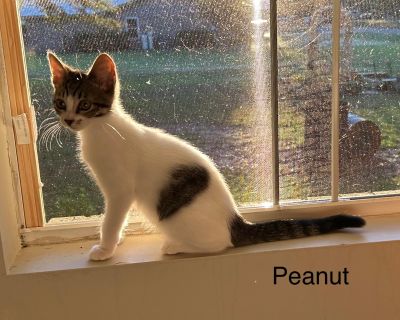 Meet Peanut the Little! App 3 mo old, up to date with shots, not spayed 9too young and little) Peanut is a very sweet people oriented kitten who does great with other cats and is very playful. She is very energetic and would do well in a busy home. Likely will be great with kids; and she is great with cats and dogs! Adoption fee is $195 Transportation fee is $100 For MA residents only - quarant...