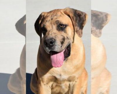 Baby * Location Hesperia, CA, 92345 USA USA *. Dog Breed: Cane Corso Mastiff / Great Dane (short coat). The application is the first step in the adoption process, so if you are interested in adopting please fill out the online adoption application first by visiting our website at .dachshundpaws Louie is a 7 month old Mastiff/Great Dane mix. Louie is a red merle. Louie is shy in new situations. ...