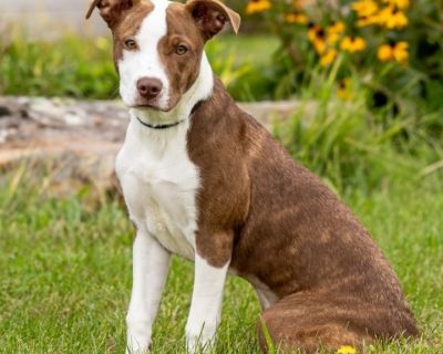 Syri - Labrador Retriever & Boxer Mix Female Puppy for Adoption