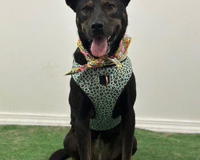 Exciting News: This adorable pup will be at an adoption event near you! Check our website: https://AmazingDogsRescue.org/dogs/ Or call 888.508.8943 (Monday to Sunday, 8 AM to 8 PM).. Out-of-town pets are cared for by non-local organizations who can make arrangements for the pet to be transported to your area. Learn More. Young Female Medium Tricolor (Brown, Black, & White)