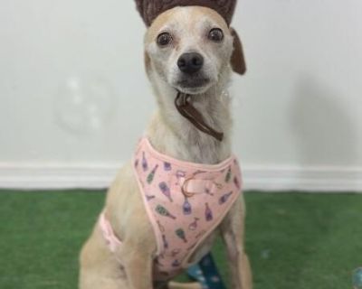 Juniper - Chihuahua & Dachshund Mix Female Dog for Adoption