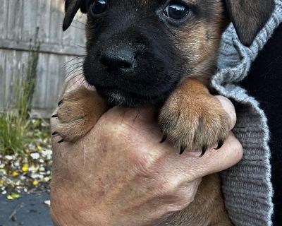 Tina - German Shepherd Dog Mix Female Puppy for Adoption