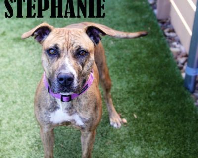 Stephanie - Boxer Mix Female Dog for Adoption