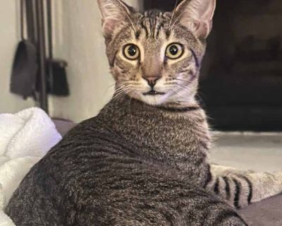 Habanero - Domestic Shorthair Male Kitten for Adoption