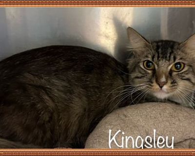 KINGSLEY - Domestic Mediumhair Male Cat for Adoption