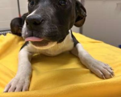 Opal - American Pit Bull Terrier Female Dog for Adoption