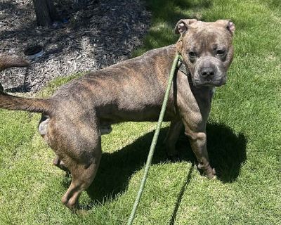 Dash - American Pit Bull Terrier Male Dog for Adoption