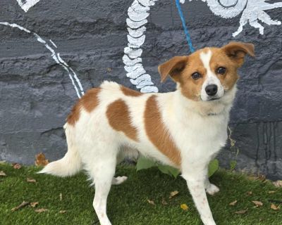 Freya - 5 years, 17lbs, Jrt/Chi Mix, Spayed This dog is eligible to join our foster-to-adopt program. Please email fostertoadopt@socialteesnyc.org with the animal's name in the subject line if you are interested! Want to straight up adopt? Submit an adoption application at socialteesnyc.org Level of dog ownership experience needed: BEGINNER: This means we predict this dog will be low on the cha...