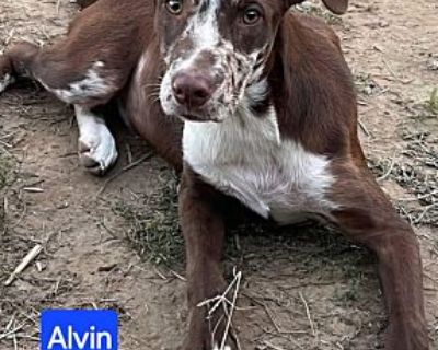 Alvin - Labrador Retriever Male Puppy for Adoption