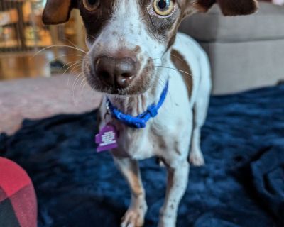 Hazel - Dachshund & Terrier Mix Female Dog for Adoption