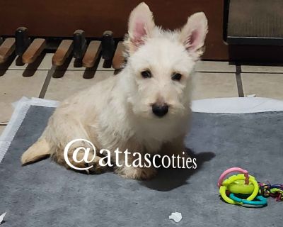 2 Female Scottish Terrier Puppies for Sale