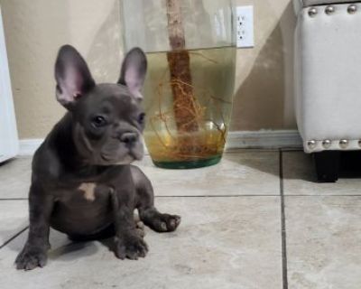 12 weeks old full vaccinated akc healthy energetic smart