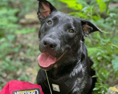 Rhonda - Labrador Retriever Mix Female Dog for Adoption