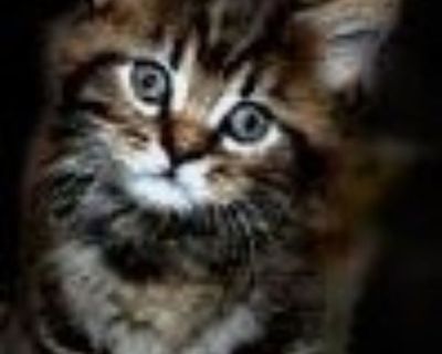 Maine Coon Kittens For Sale- Available Kittens, Affordable Purebred Kittens for sale