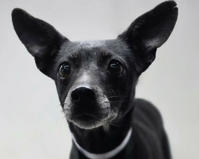 Ladybug - 10 years, 12lbs, Chi Mix, Spayed This senior angel is eligible to join our foster-to-adopt program. Please email fostertoadopt@socialteesnyc.org with the animal's name in the subject line if you are interested! Want to straight up adopt? Submit an adoption application at socialteesnyc.org Level of dog ownership experience needed: FLEXIBLE: We predict this dog will be low on the challe...