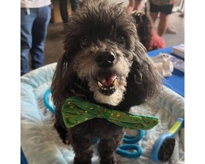 Coqui - Poodle (Toy or Tea Cup) Male Dog for Adoption