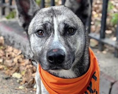 Meet JJ: Your Handsome and Loyal Best Friend! JJ is a true survivor and an absolute gem waiting to find his forever family! This stunningly handsome boy was rescued from the city shelter system where he was tragically on the euthanasia list not for any fault of his own, but simply because he was scared and the shelter ran out of room. We saw the sweetheart beneath the fear, and now he's ready t...