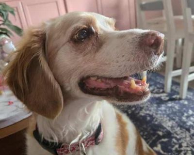 Junie - English Springer Spaniel Female Dog for Adoption