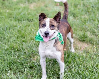 Teddy (Male) - Cattle Dog Mix Male Dog for Adoption