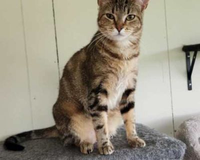 Spayed / Neutered. Breed Domestic Shorthair Color Brown Tabby/Black (All) Age 2 years 4 months old, Adult Sex Female Pet ID 763 Hair Length