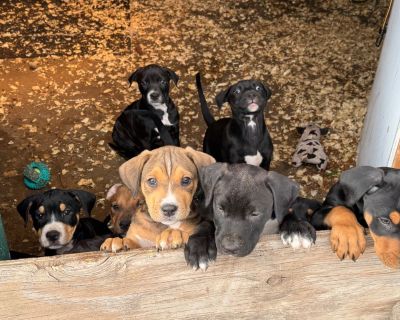 Pups to rehome