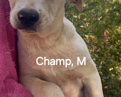 Champ - Labrador Retriever Mix Male Puppy for Adoption