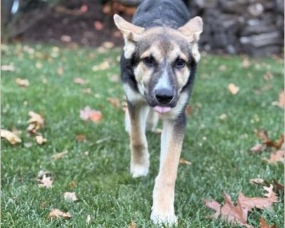 Shepherd lovers, beware. If you are only just 'perusing' and thinking about adopting a dog, when you land on my profile, you will be convinced you aren't just 'considering it' anymore! I am a 4 to 5 month old, 35ish lb Shepherd puppy mix. What type of Shepherd you ask? Likely a German Shepherd - I sure do look the part. However, I also resemble a bit of Border Collie with my longer nose. I am j...