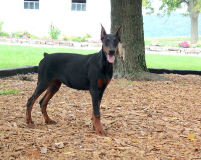 Sasha - 23 Weeks Female Doberman Pinscher Puppy for Sale