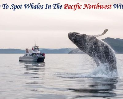 Its Time To Spot Whales In The Pacific Northwest With SYCD
