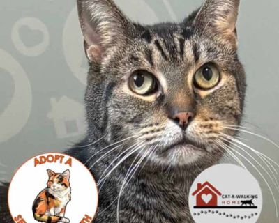 Bowie - Domestic Shorthair Male Cat for Adoption
