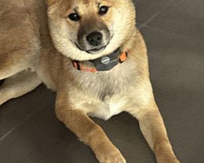 Bear - Shiba Inu Male Dog for Adoption