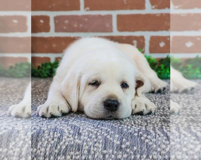 Ellis - Labrador Retriever Male Puppy for Sale