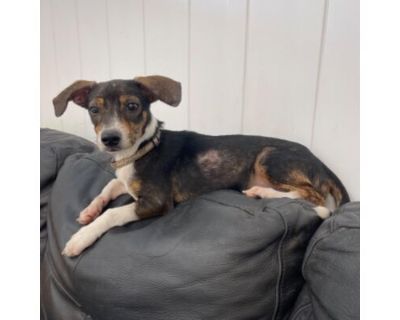 Piper - Rat Terrier/Mixed Breed (Small) Mix Female Puppy for Adoption