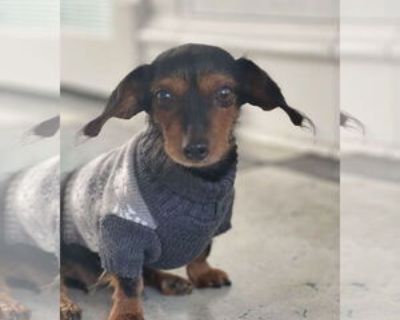 Olive - Female Dachshund Senior for Adoption