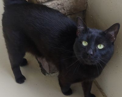 Curt - Domestic Short Hair Male Cat for Adoption