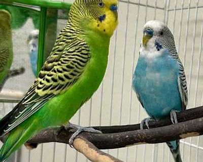 Luey And Bluey - Parakeet - Other Male for Adoption