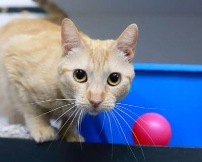 Fiona Apple - Domestic Shorthair Female Cat for Adoption