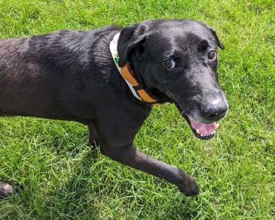 Grommet - Retriever (Unknown Type) Male Dog for Adoption