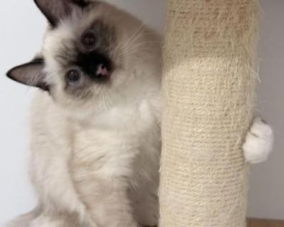 Household pet. Champion bloodlines. Neutered. Registered. Kitten Price Includes: *TICA Registration *All required vaccines in the first year *Spayed/Neutered *Sale Contract. Kitten Price Includes: *TICA Registration *All required vaccines in the first year *Spayed/Neutered *Sale Contract