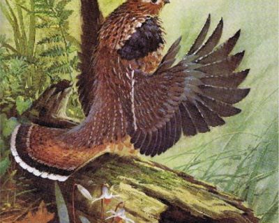 Ruffled Grouse Litho - Artist, James R. Smith - 1979 - Unframed